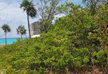 The Bimini Nature Trail景点图片