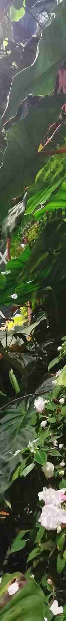 云雾林-新加坡-酒酿圆子辰酱