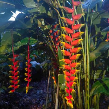 新加坡+民丹岛5日4晚自由行