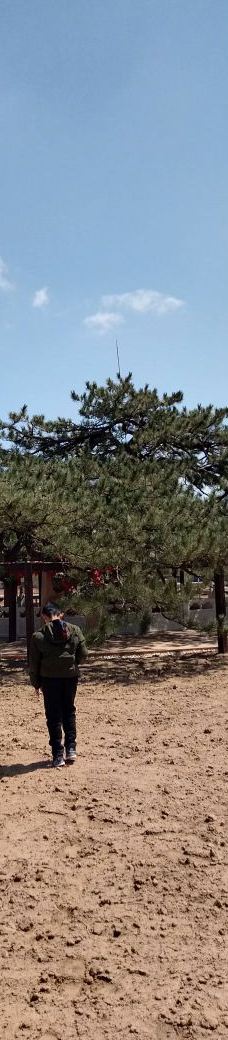 九龙松-丰宁