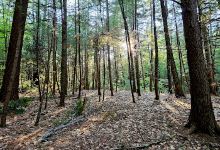 Bears Den Natural Area景点图片
