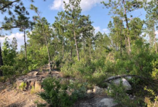 Sandhills Wildlife Management Area - West tract景点图片