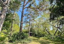 Frank Skinner Arboretum景点图片