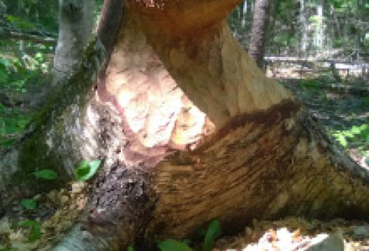 Hubbard Brook Trailhead景点图片