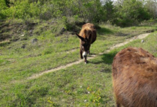 Espace naturel sensible du Mont Libre景点图片