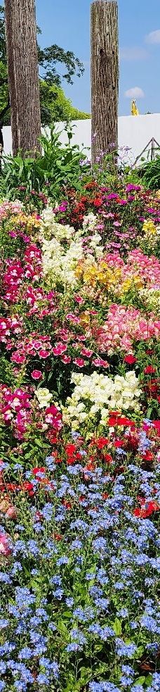 名城公园-名古屋