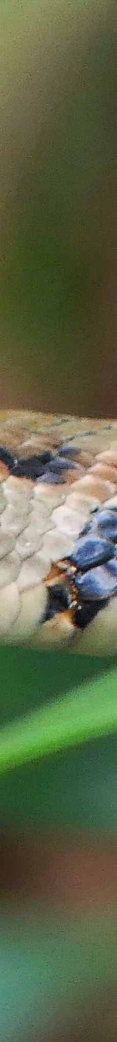 Dong Tam Snake Farm-周城县