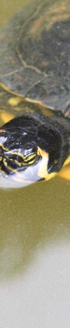 Jardin Botanico Marimurtra-布拉内斯