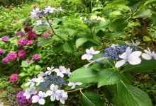 Michinoku Hydrangea Garden景点图片