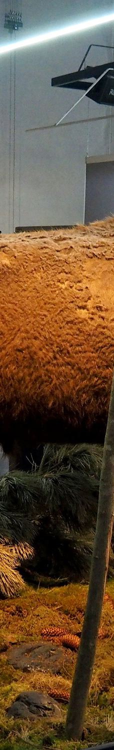 Naturbornholm-阿克尔科拜