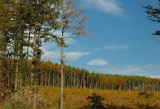 Yatsugatake Highland Larch Forest景点图片