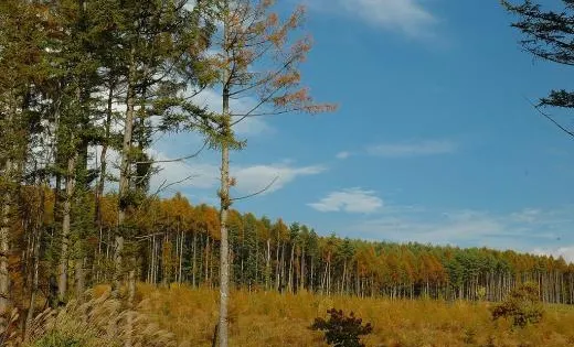 Yatsugatake Highland Larch Forest