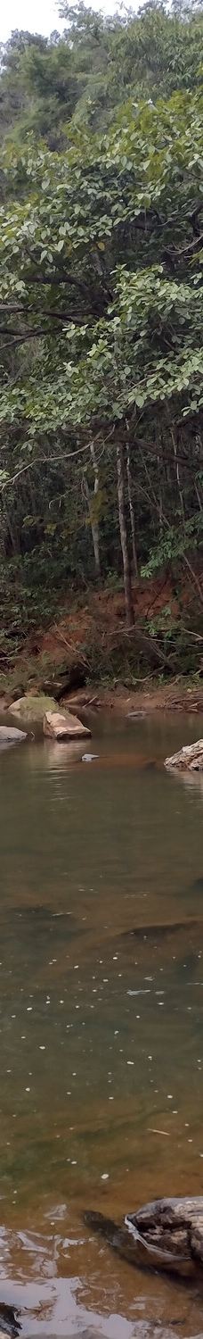 Parque Estadual Mata do Limoeiro-伊塔比拉
