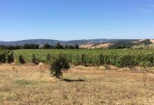 La Biagiola Winery景点图片