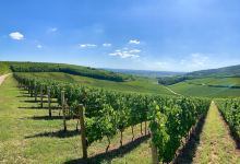 GÜNZER Family Winery景点图片