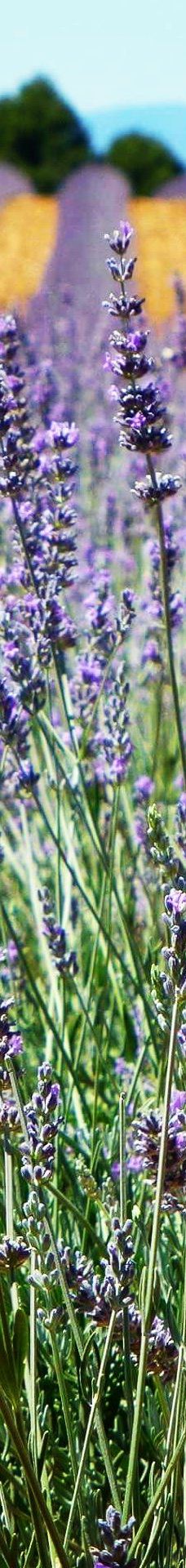 瓦朗索尔高原-瓦朗索勒