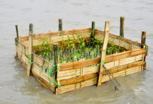 MANGROVE KALIMIRENG景点图片