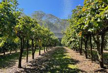 Bilpin Springs Orchard景点图片