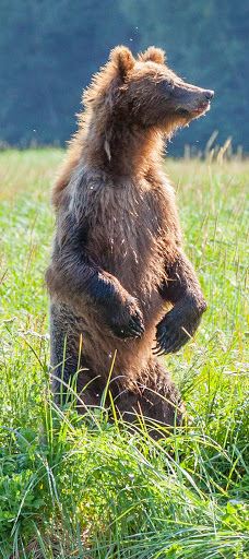 Dyea Campground-史凯威