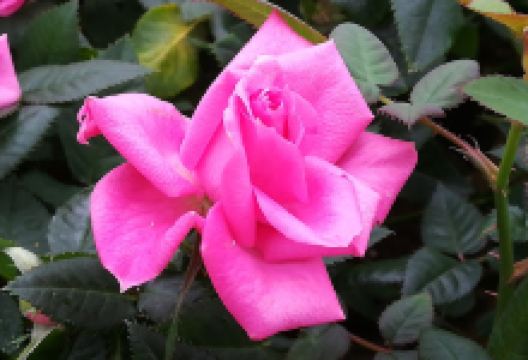 Horto De Valbom购物图片