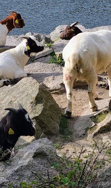 Opal Lake-伯恩霍尔姆