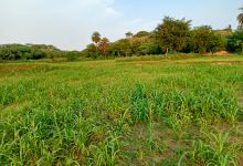 Shri Gandhi Field Near Yamuna景点图片