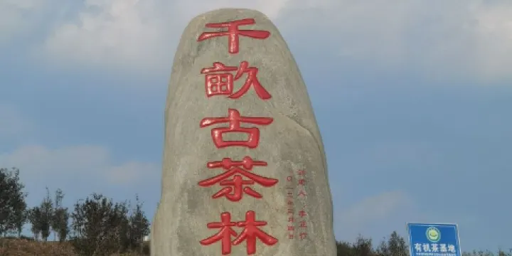 世界最大大葉種名山名茶科普園