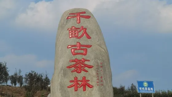 世界最大大葉種名山名茶科普園