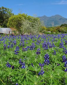 Damask Wind-鹿屋市