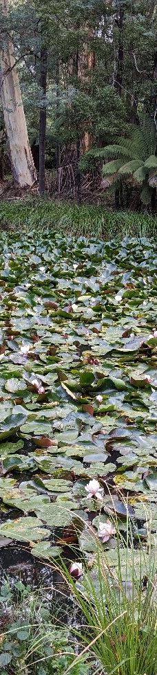 Maroondah Reservoir Park-希尔斯维尔