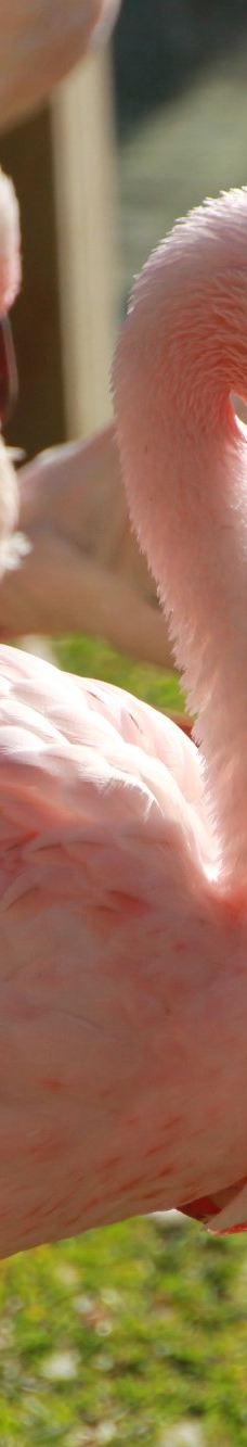 Selwo Aventura-埃斯特波纳