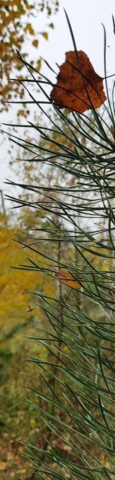 Park named Y. Gagarina-日托米尔