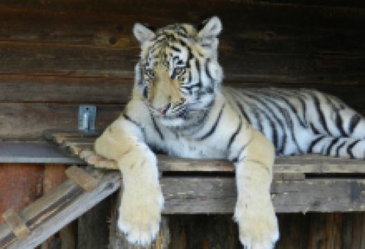 FAUNAPARK ZOO景点图片