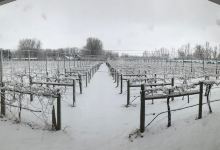 Tongue River Winery景点图片