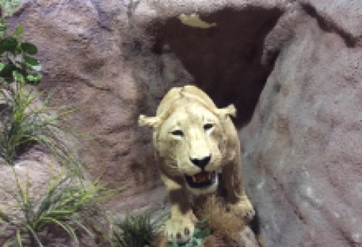 Rossignol Cultural Centre景点图片