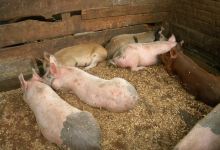 Chacra Suiza Farm景点图片