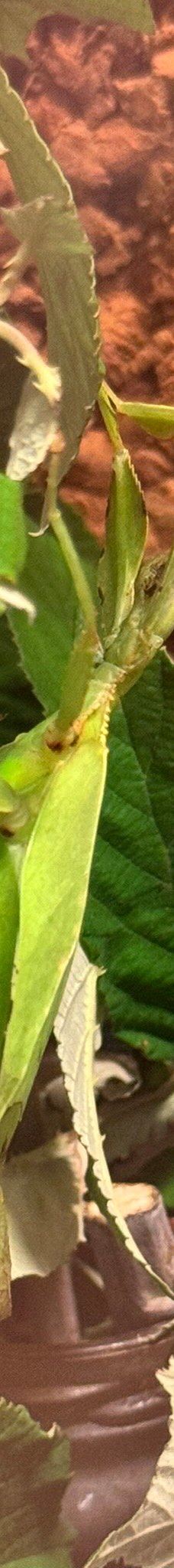 Casa delle Farfalle-米兰马瑞提那