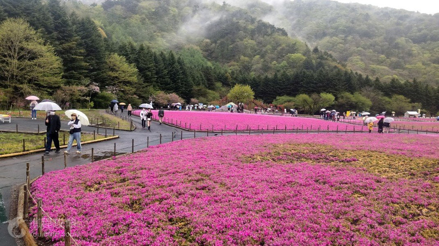 富士芝櫻祭
