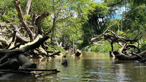 The Little Amazon Takuapa