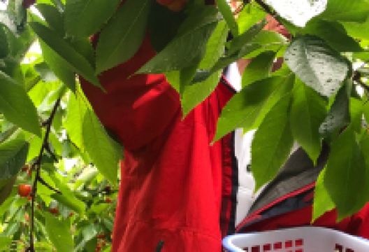 Fujimori Orchards景点图片