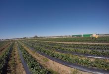 The Strawberry Pick景点图片