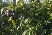Betty's Berry Farm景点图片