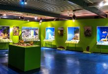Museo Patagonico De Ciencias Naturales景点图片