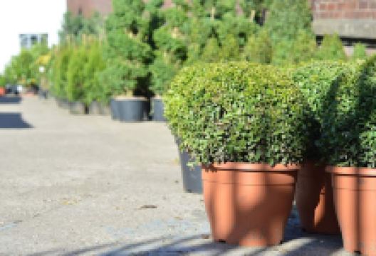 Al's - Bloomin Al's Garden Centre Birtley购物图片