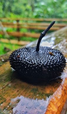 Sendero eco turístico de Tutunendo-图图嫩多