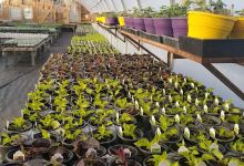 Garden Gate Nursery & Tree Service景点图片