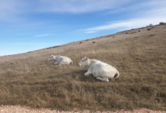 Asinovia dei Monti Sibillini景点图片