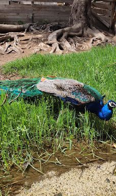 Selwo Aventura-埃斯特波纳