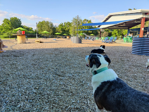 Off Leash Social - Eat. Drink. Pet Dogs餐厅图片