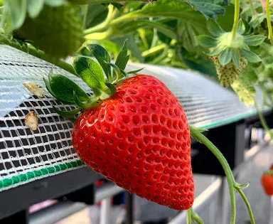 Strawberry Village Kozaki